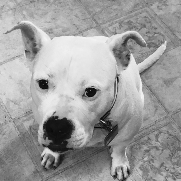 Meet your Posher, Stephanie - Picture 1 of 1